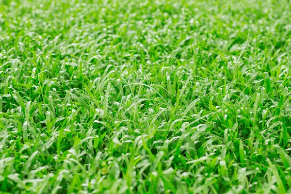 Trawnik tło. — Zdjęcie stockowe