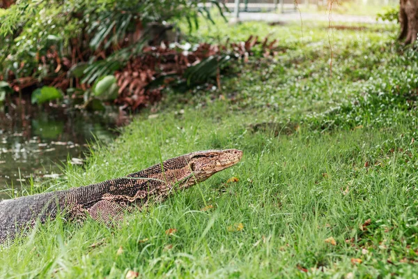 Lizard monitora w parku. — Zdjęcie stockowe