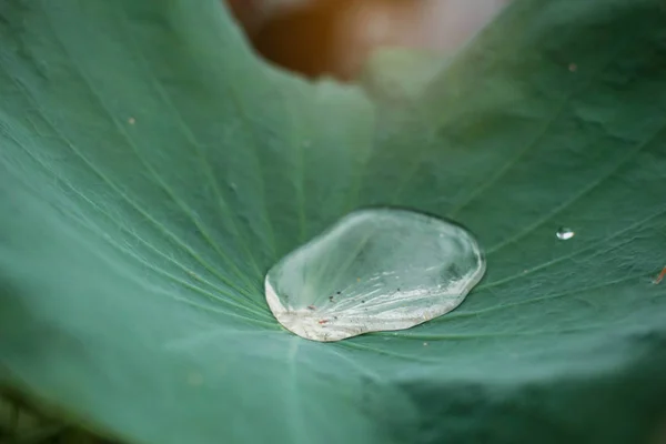 Vízcseppek lotus levelek. — Stock Fotó