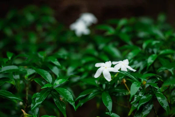 Bloemen in het regenseizoen. — Stockfoto