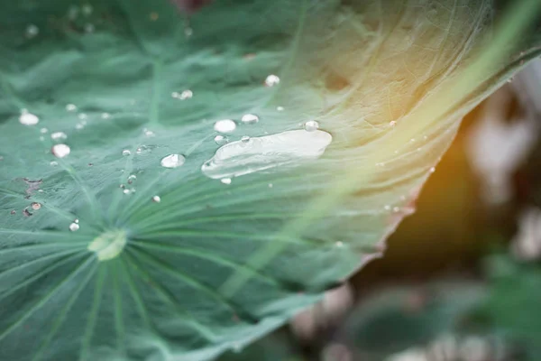 Lotus levelek és a csepp víz, a fény. — Stock Fotó