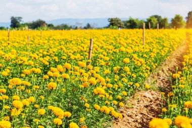 Marigolds Bahçe.