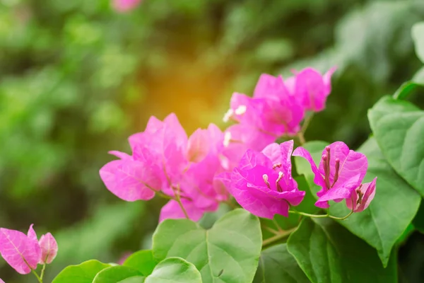 Beauty of flowers in nature. — Stock Photo, Image