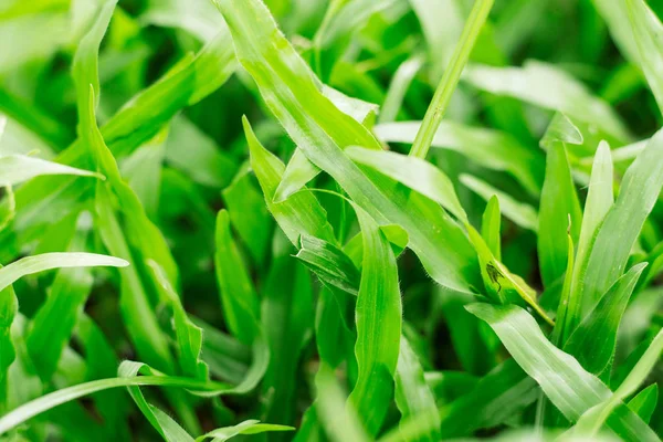 Grass with natural background. — Stock Photo, Image