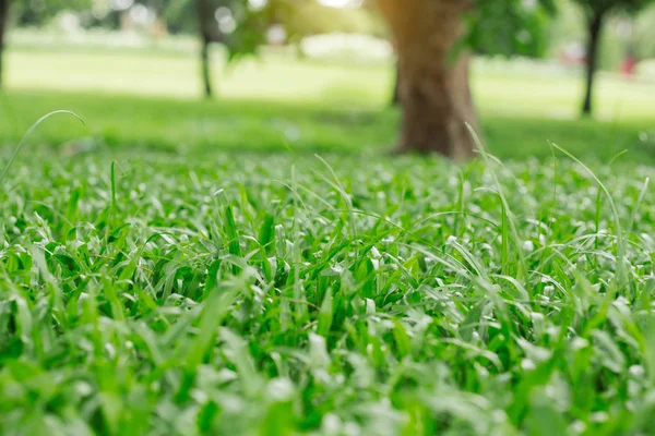Zielony trawnik w ogrodzie. — Zdjęcie stockowe