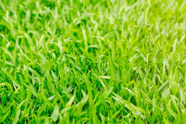Trawy w ogrodzie. — Zdjęcie stockowe