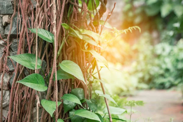 Ivy met het zonlicht. — Stockfoto