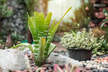 Taş katta süs bitkileri.