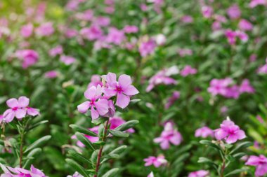 Bahçede mor çiçekler.