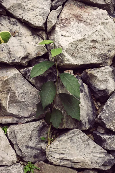 Träd på en bergvägg. — Stockfoto