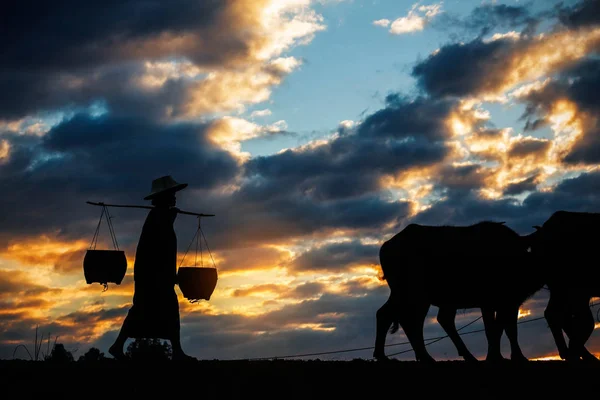 Farmář s buffalo při západu slunce. — Stock fotografie