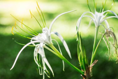 tomurcukları flowerswith güneş ışığı.
