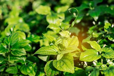 Güneş ışığı ile bitkinin yaprak.