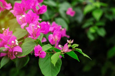 Doğanın mor çiçekler.