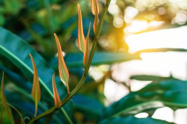 Güneş ışığı ile büyüyen sebzeler.