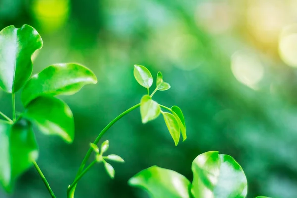 Pflanzen mit natürlichem Grün anbauen. — Stockfoto