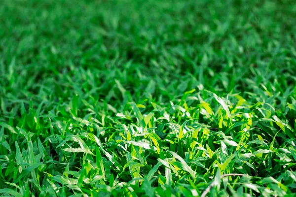 Gramado com luz solar . — Fotografia de Stock