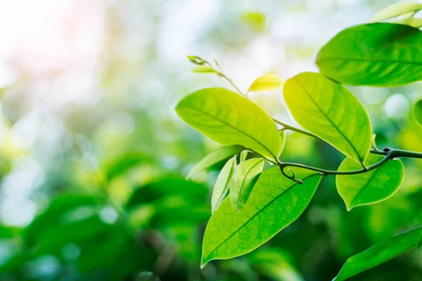 Blätter mit der Frische der Natur. — Stockfoto