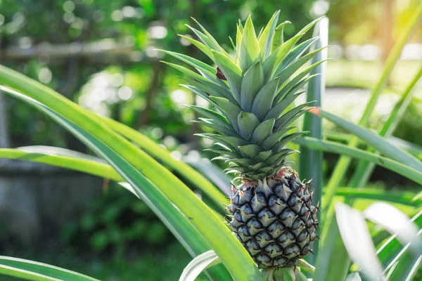 Ananas na sluneční světlo. — Stock fotografie