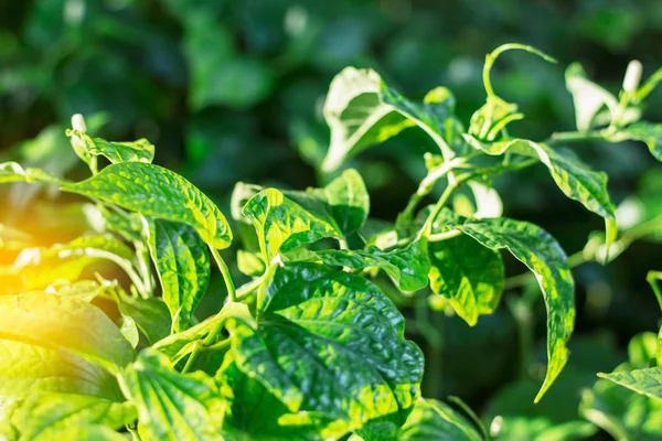 Tropikal orman sebze.