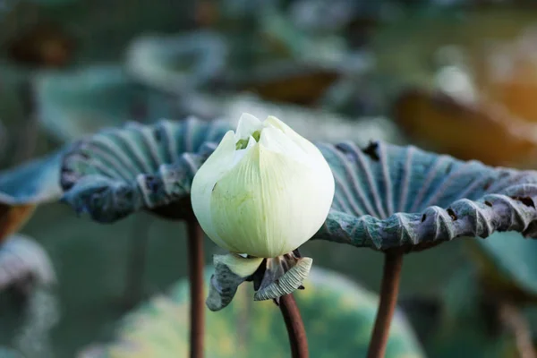 Vit lotus i dammen. — Stockfoto