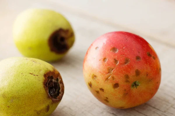 Las manzanas con manchas oscuras se pudrirán. . Imágenes de stock libres de derechos