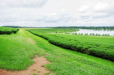 Çim ve çay çiftlik gölette.