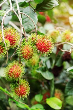 Rambutan güneş ışığı ile.