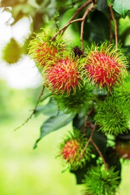 yeşil arka plana sahip rambutans.