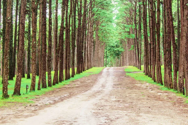 Çam ağaçları ve yürüyüş yolları.