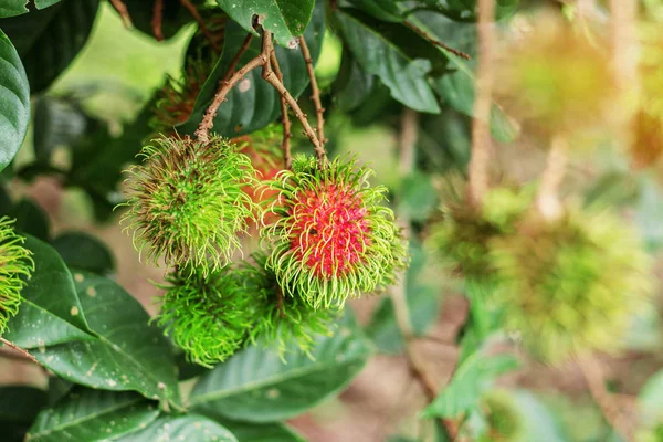 Rambutan on branches. — Stock Photo, Image