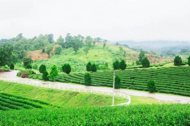 geçit çay çiftlik yağmurlu sezonu.