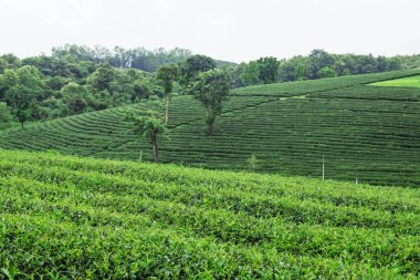 Çay plantasyon yeşillik ile.