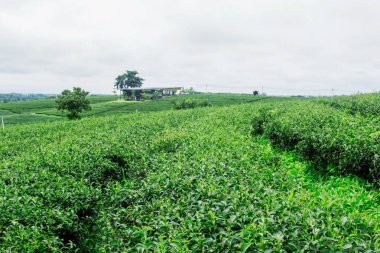 Çay plantasyon gökyüzü ile.
