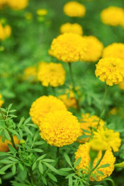 marigolds ve tazelik.