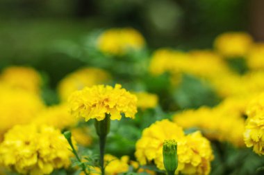 marigolds bahçesinde tazelik ile.