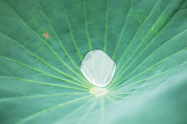 Csepp a lotus hagy háttér. — Stock Fotó