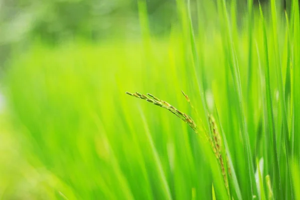Growing rice of fields. — Stock Photo, Image