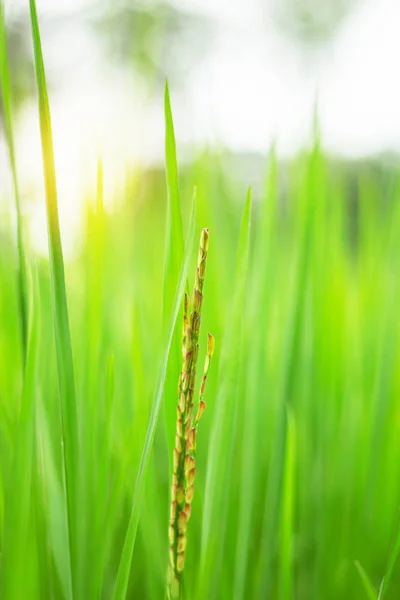 Cultivo de arroz com luz solar . — Fotografia de Stock