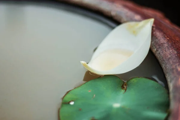 Lotus petals on water. — Stock Photo, Image