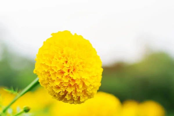 Goudsbloem met hemelachtergrond. — Stockfoto