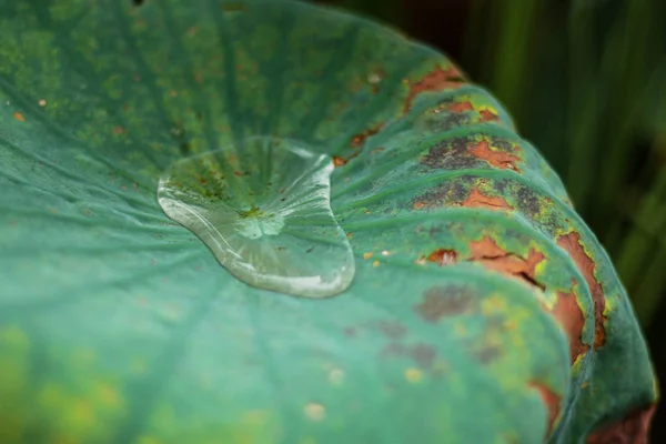 Gocce d'acqua sulle foglie di loto . — Foto Stock