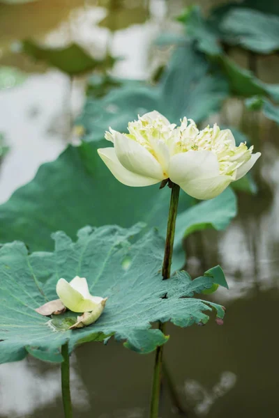 Loto blanco con pétalos marchitos . — Foto de Stock