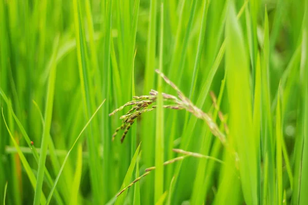 Growing rice with leaves. — Stock Photo, Image