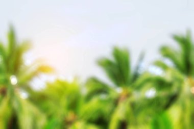 Hindistan cevizi ağacı bulanık görüntüleri ile.