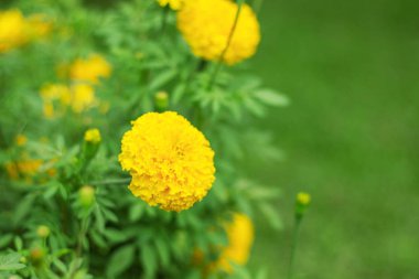 yeşil çim ile marigolds renkleri.