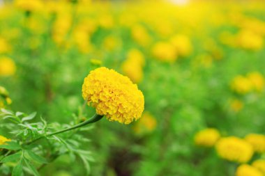 Doğal yeşil kadife çiçeği.