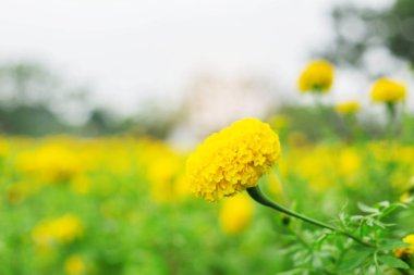 Doğa yenileme ile marigolds.