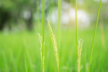 Pirinç kulakları ile arka plan bulanık.