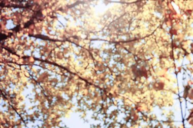 Ağaçlar bulanık görüntüleri ile.